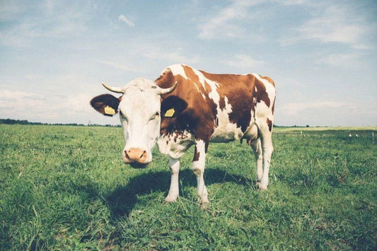THE PROBLEM WITH DAIRY