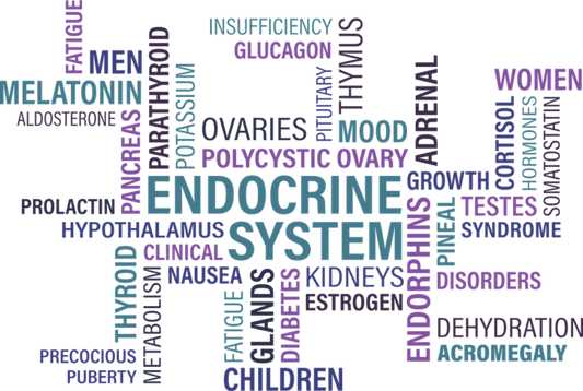 THE ENDOCRINE SYSTEM
