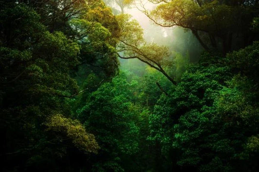 USING NATURE TO ACHIEVE YOUR WELLNESS GOALS