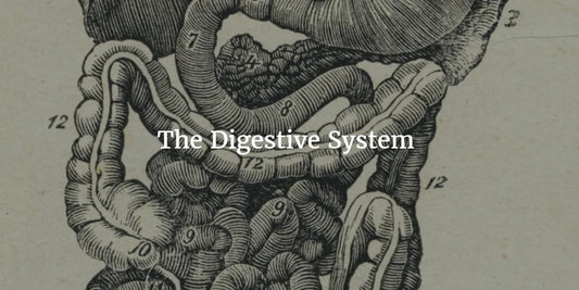 THE DIGESTIVE SYSTEM