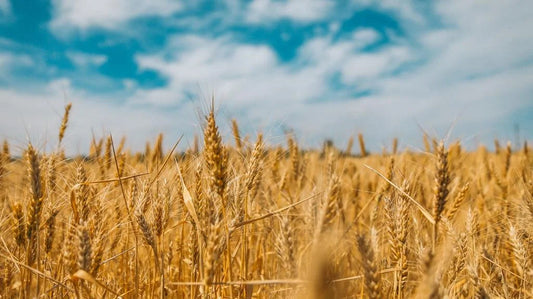 WHICH GRAINS ARE THE HEALTHIEST?