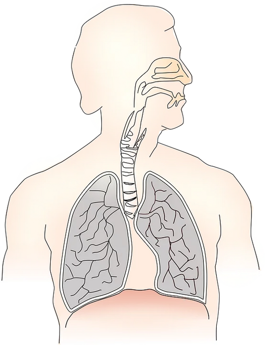 THE RESPIRATORY SYSTEM