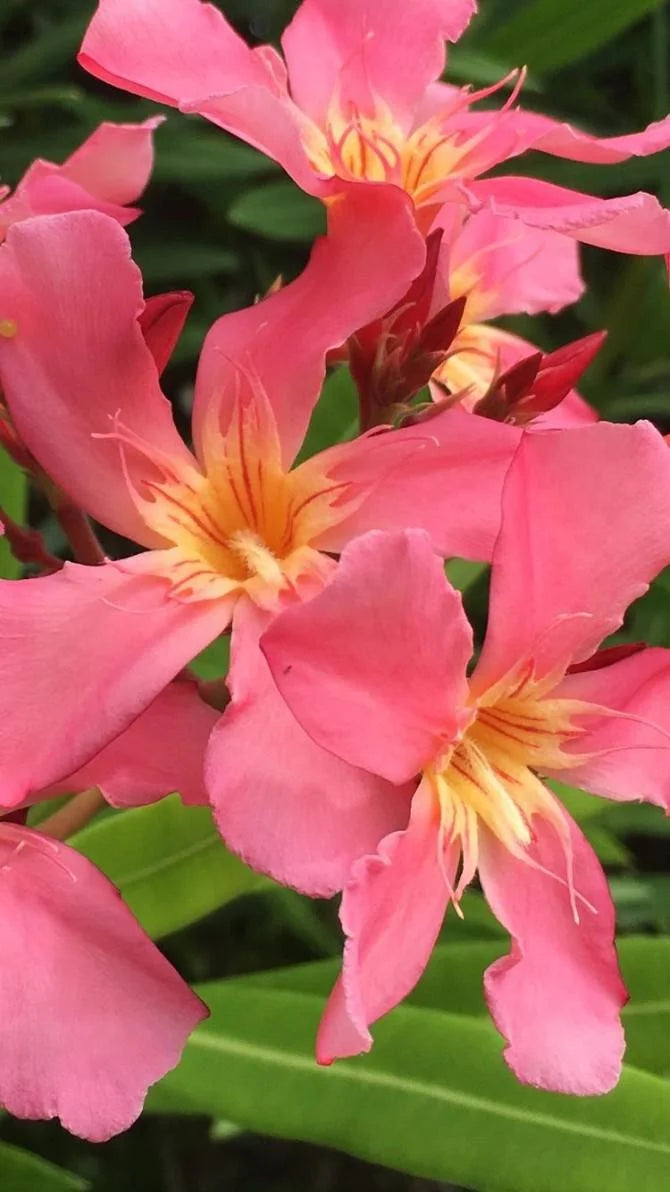 THE POWER OF PLANTS – OLEANDER