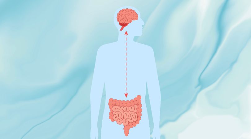 The Gut–Brain Axis: How Your Gut and Mind Work Together