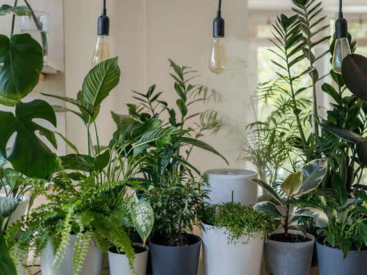Herbal Hydration & Cooling Plants: Staying Balanced in the Heat — Inside and Out