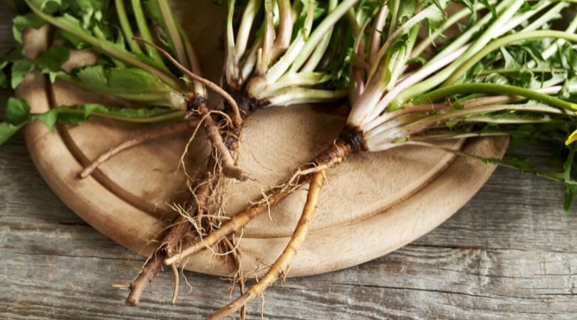 Herbal Highlight: Dandelion Root