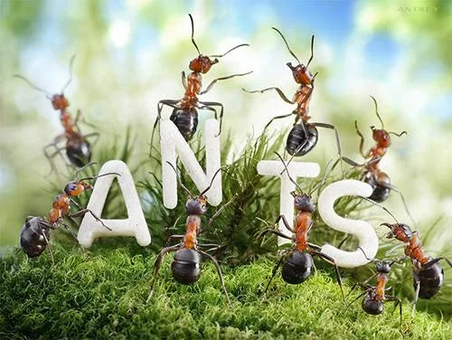 ANTS!