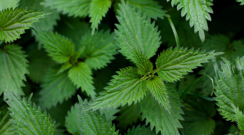 Spring Reset: Foods, Habits & Herbs to Support Natural Detoxification Pathways