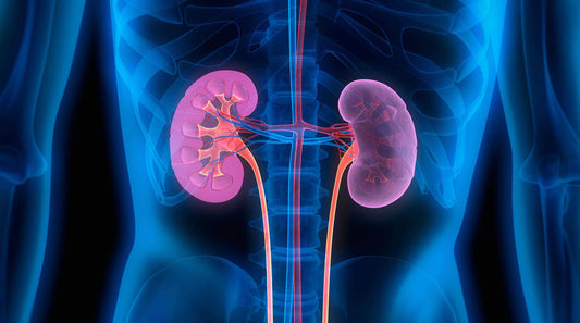 Kidney Cleansing - Nurturing Your Body's Vital Filtration System