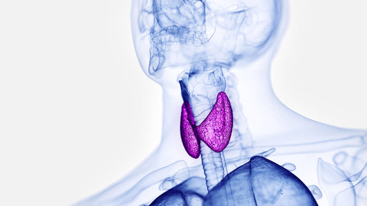 Is Your Thyroid Tired? Natural Support for Energy and Metabolism