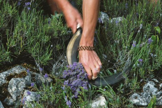 Sustainable Harvesting, Endangered Species & the Role of the Herbalist as Earth Steward