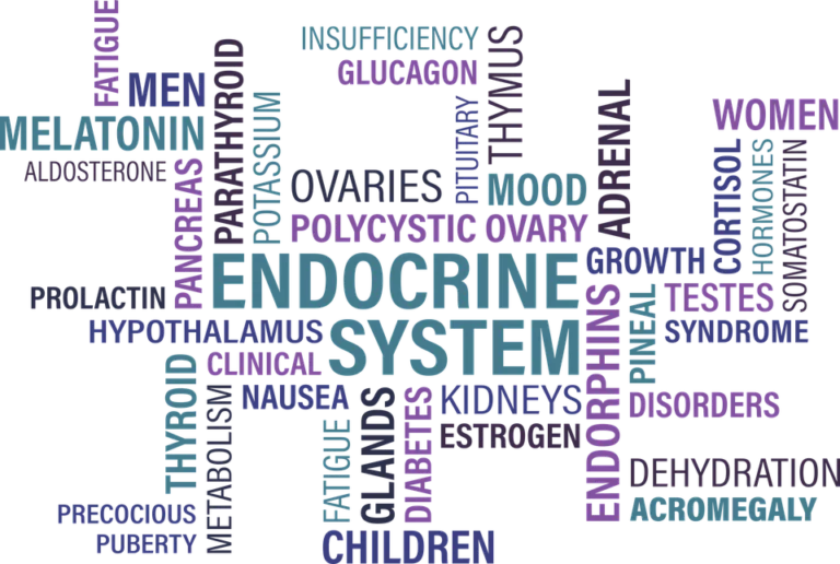 THE ENDOCRINE SYSTEM