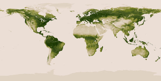 Sacred Plants Across the World: Honouring Nature’s Spiritual Healers