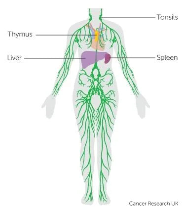 THE LYMPHATIC SYSTEM