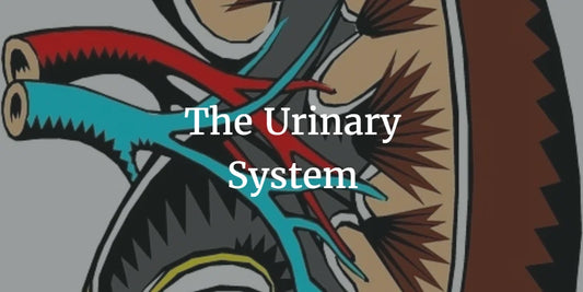 THE URINARY SYSTEM