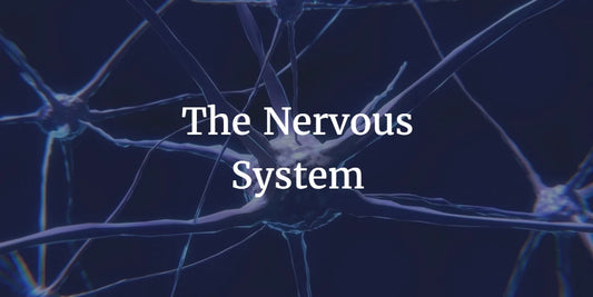 THE NERVOUS SYSTEM