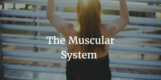 THE MUSCULAR SYSTEM