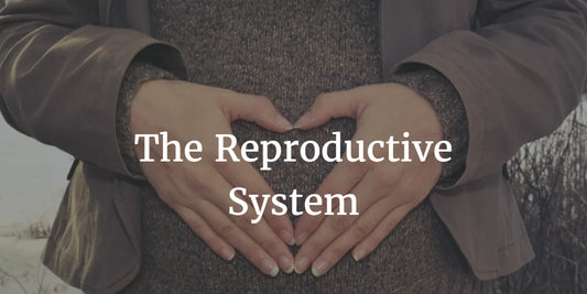 THE REPRODUCTIVE SYSTEM