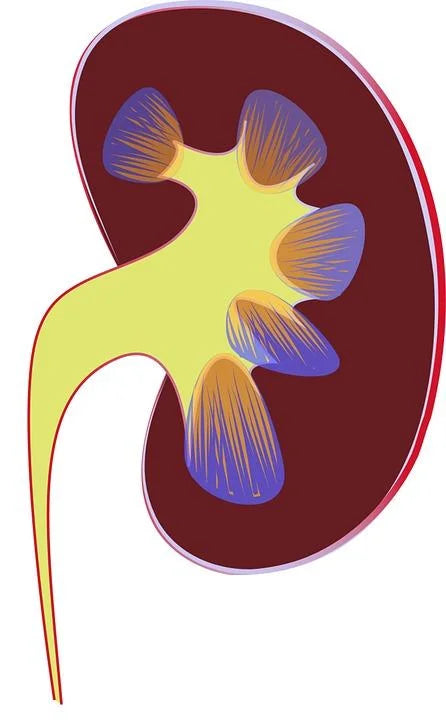SHOW YOUR KIDNEYS SOME LOVE!