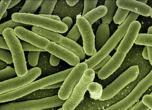 THE IMMUNE SYSTEM