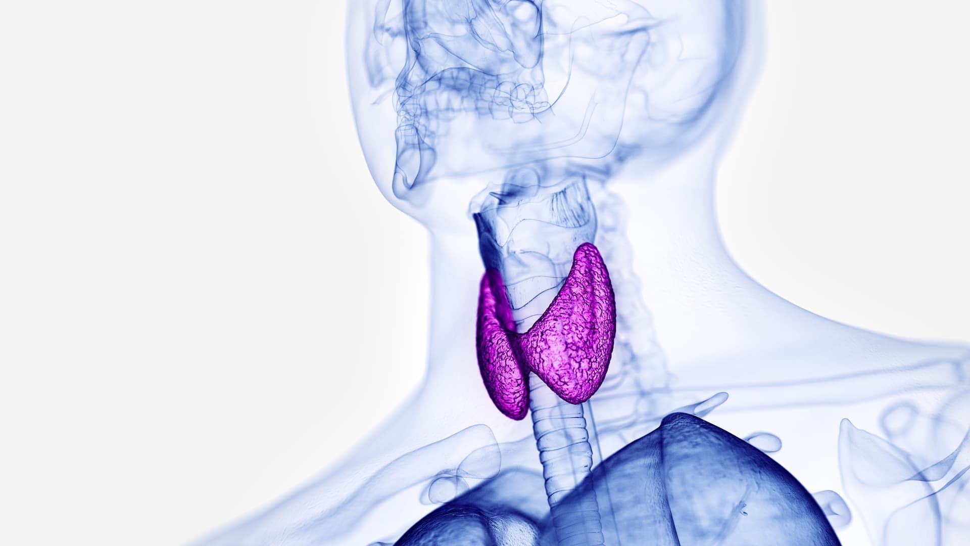 Is Your Thyroid Tired? Natural Support for Energy and Metabolism