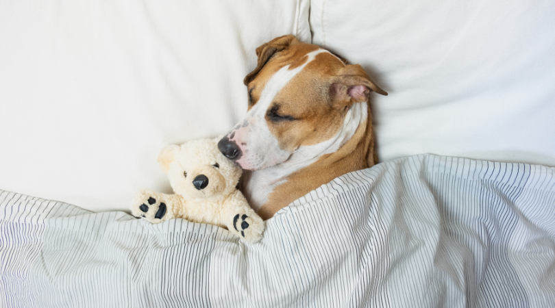 A Naturopath’s Approach To High-Quality Sleep