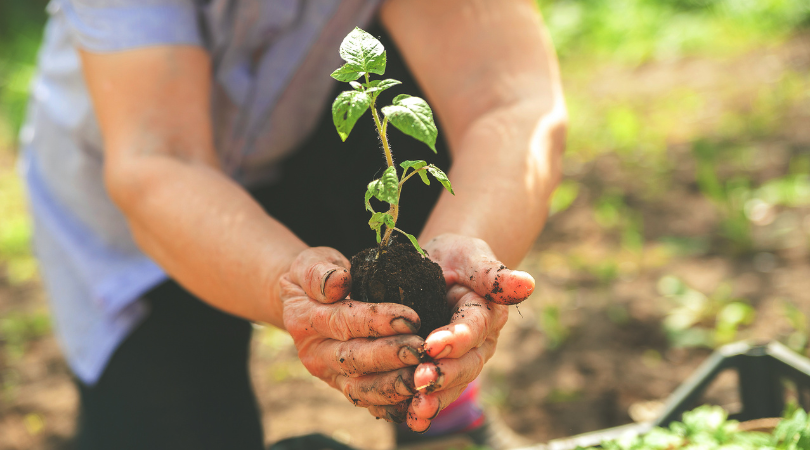 Organic Food: Is It Worth the Hype?