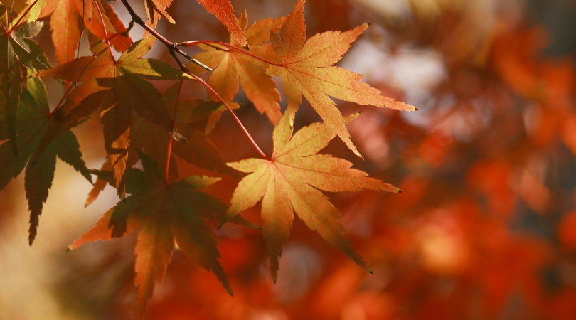 Welcoming Autumn: Simple Ways to Support Your Body as the Seasons Change